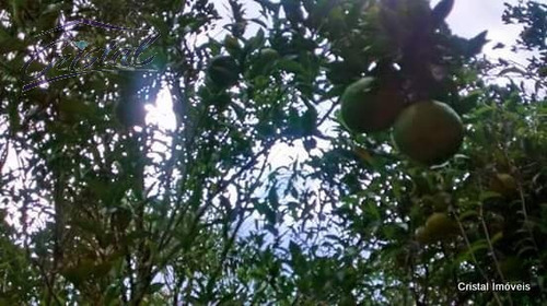 Imagem 19 de 30 de Rural Para Venda, 5 Dormitórios, Santana - Cotia - 20534