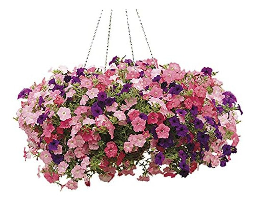Semillas De Petunia Easy Wave Beachcomber Mix Flower Power B