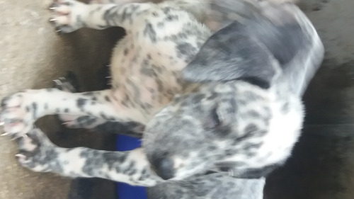 Cães Dálmatas Todo Pintado