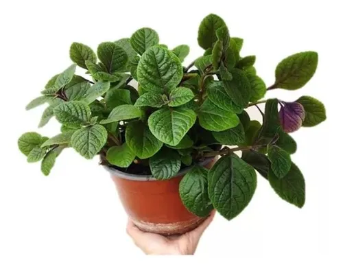 comprar Planta De Dolar Negro En Maceta 12 Planta Del Dinero