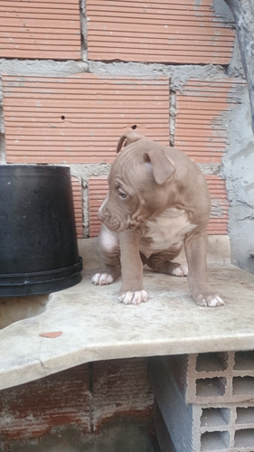 Cachorros