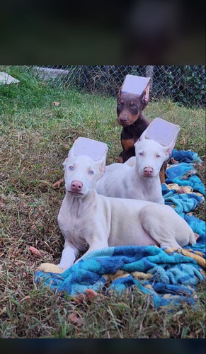 Perros Doberman Albino Exotic Cachoros Disponibles 