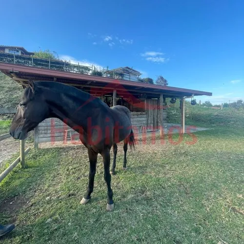 Casa-finca En Venta En Carmen De Viboral - Vereda Cristo Rey Cod 68244