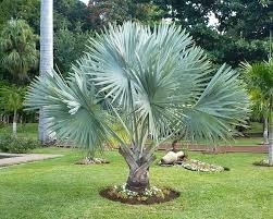 Palmera Bismarckia Nobilis E65
