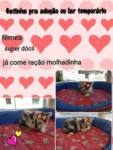 Imagem 2 de 2 de Gatinhos Pra Adoção Ou Lar Temporário