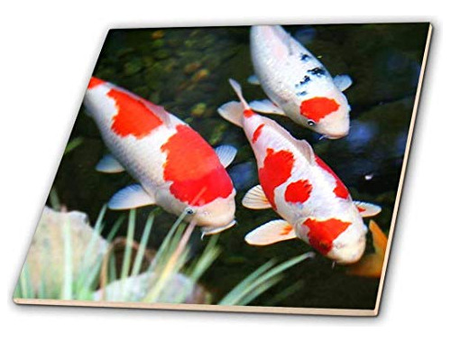3drose Japonés Naranja N Blanco Koi Fish - Azulejo De Vidri
