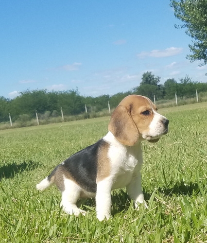 Beagles, Cachorros Excelentes Fca