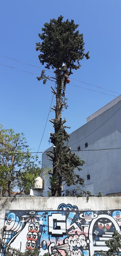 Imagen 10 de 10 de Poda De Árboles Tala Y Extraccion Palmera Whatsp 1528694955