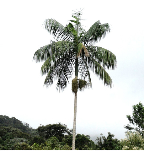 Palmeira Juçara - Palmito Juçara - 10 Mudas Com 30 Cm
