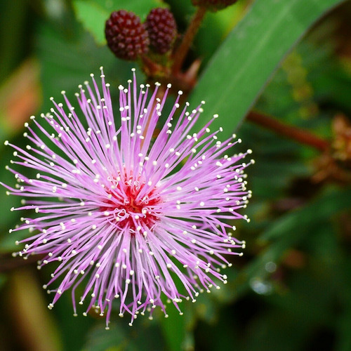 20 Sementes De  Dormideira Mimosa Pudica Sensitiva 