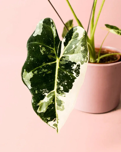 500 Semillas De Alocasia Colores Variados + Abono De Regalo