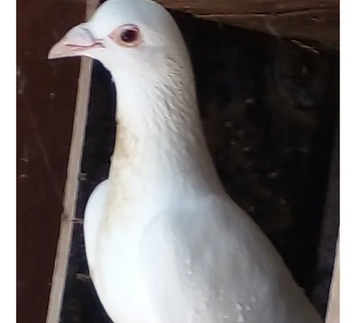 Palomas Blancas. No De Comprar Solo Para Preguntar 