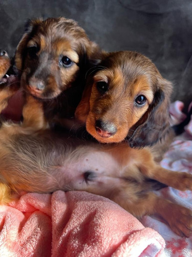 Imagen 5 de 7 de Perros Salchicha De Pelo Largo