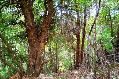 Parcela En Pucón - Sector Huife Alto