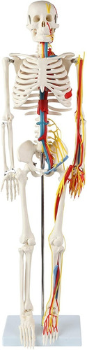 Esqueleto 85 Cm Nervios Sistema Circulatorio Modelo Anatomía