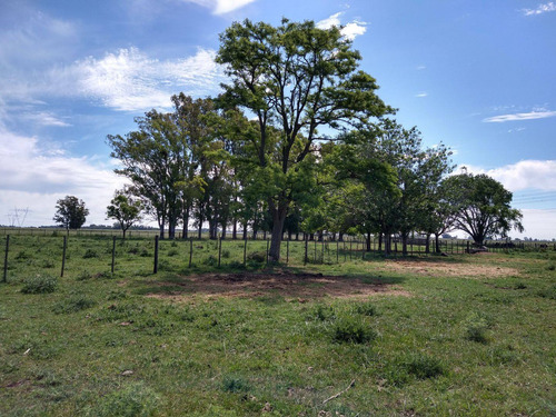 Imagen 2 de 12 de Campo En Venta En Lobos- Carboni