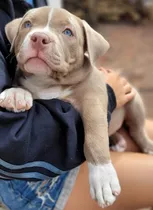 Comprar American Bully Con Pedigree Abkc \u002F No Cruza \u002F No Merle