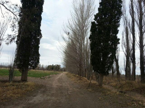 Imagen 16 de 30 de Finca De 62 Ha - General Alvear- Mendoza