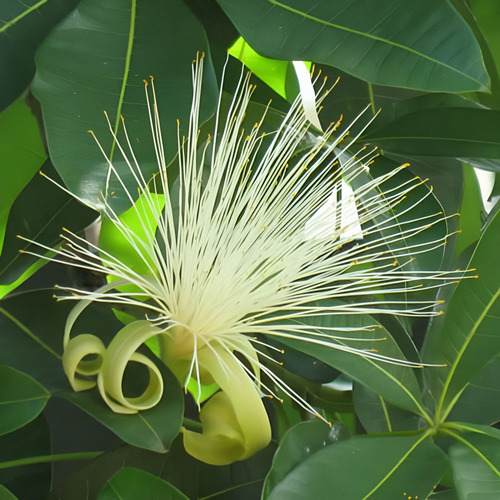 Muda Nativa De Castanha Do Maranhão 1m