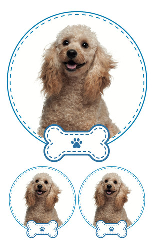 Sticker Poodle Niño 3 Pza Impresion Alta Calidad Mascota