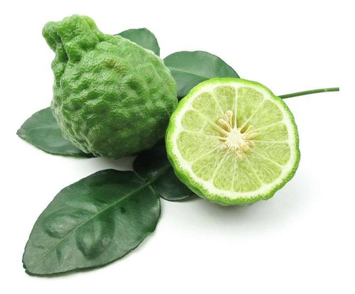 Kaffir Limon  , Arbolito 1.8 Metros Pregunte Costo De Envio