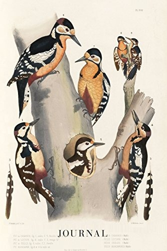 Journal Woodpecker Vintage Bird Prints  Scientific Illustrat