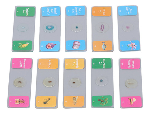 10 Portaobjetos De Microscopio Con Muestras De Animales, Pla