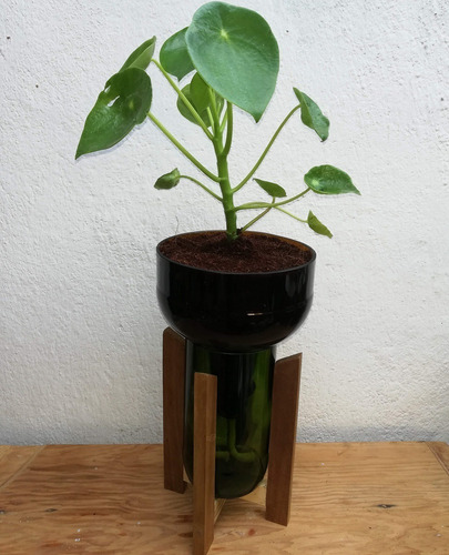 Plantas Interior Cuchara Little Plant 27 Con Soporte
