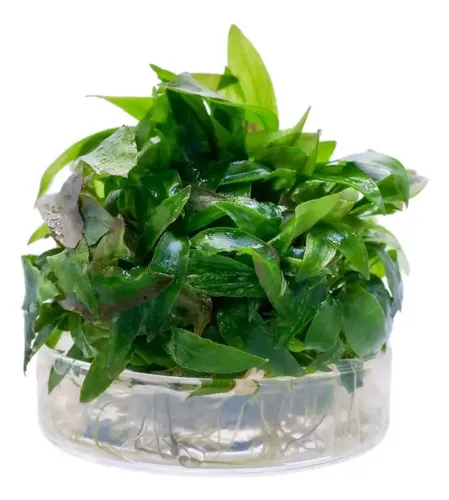 Cryptocoryne Thwaitesii Kiridoya Brown In Vitro Plantfarm