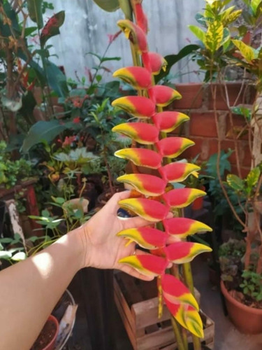 Heliconia Rostrata X4