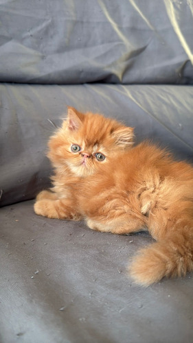 Gatos Persa Cachorros Auténticos Vip