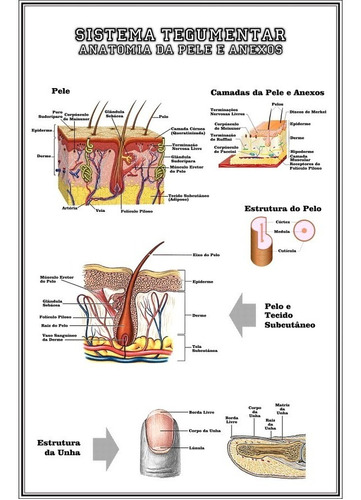 Poster Anatomia Da Pele 65x100cm Decoração Dermatologista