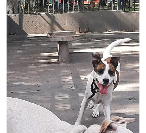 Paseador De Perros Parque Patricios, San Cristobal, Boedo