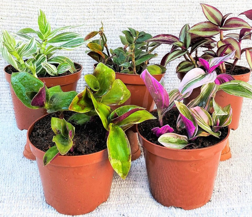 Oferta Pack De 5 Variedades De Tradescantias.