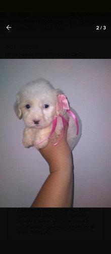 Imagen 1 de 3 de Hermosos Poodle Tacita De Té Micro Toy Garantizado