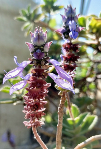 Coleus Canina /boldo Bresilero / Ahuyenta Gatos