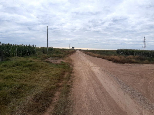 Campo - San Jorge