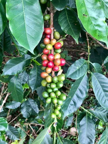 Finca En Venta En Felidia. Cod V9667