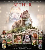 Comprar American Bully Merle Monta