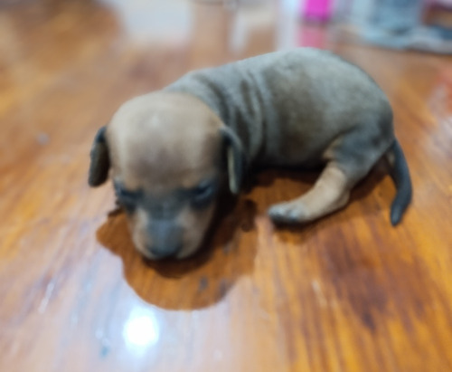 Perros Salchichas