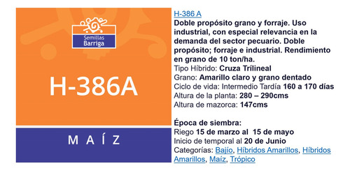 Semilla De Maiz Hibrido Amarillo Para Silo H-386 Forrajero