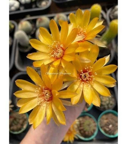 Cacto Lobivia Archnacantha (black) Flor Amarelo Ouro | Parcelamento sem  juros