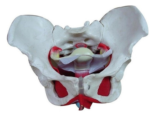 Modelo De Músculo De La Pelvis Femenina Y El Suelo Pélvico