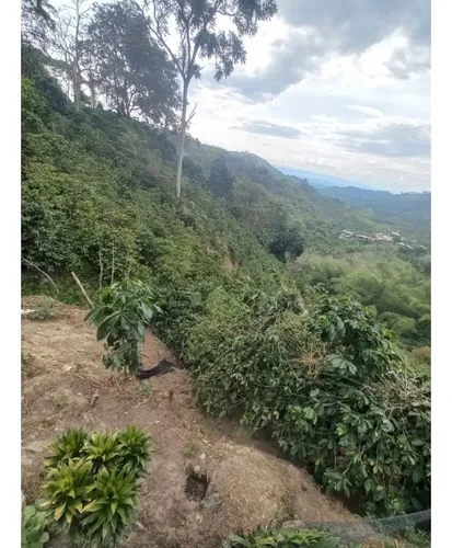 Se Vende Finca Córdoba Quindío