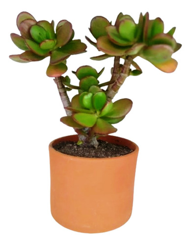 Plantas De Jade En Macetas De Terracota Cilindricas Nro 12