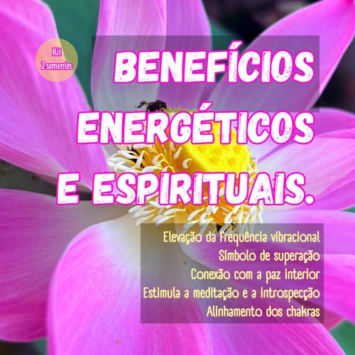 Flor De Lótus Semente De Flor De Lótus Rosa Nelumbo Nucifera