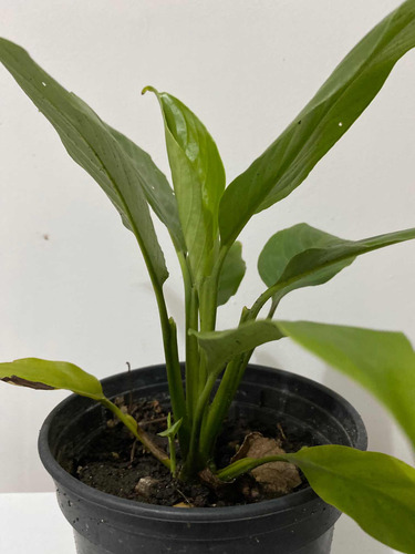 Imagen 3 de 6 de Lirio De La Paz O Cuna De Moisés Planta