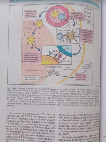 Inmunología Fainboim Geffner