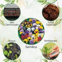 Comprar 100 Semillas Flor Pensamiento Mezcla Con Kit De Germinación
