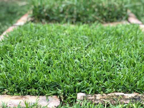 Semilla Cesped Para Sequia Kikuyo Terrafertil 50g